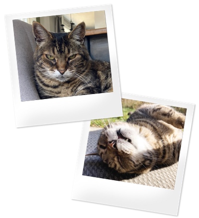 Two polaroids of a tabby cat. In the top photo he's looking intently at the camera with a serious expression. In the bottom photo he's rolled on his back on a concrete path in the sunshine.